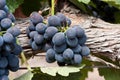 Shiraz grapes