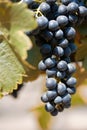 Shiraz grapes