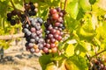 Shiraz grapes ripening in organic vineyard at harvest time Royalty Free Stock Photo
