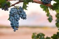 Shiraz wine grapes at sunset Royalty Free Stock Photo