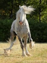 Shire Draft Horse stallion Royalty Free Stock Photo