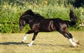 Shire Draft Horse stallion galloping in evening forest