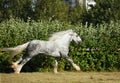 Shire Draft Horse stallion running Royalty Free Stock Photo