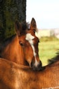Shire Foal Royalty Free Stock Photo