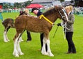 Shire Foal cartmel Show 2011 Royalty Free Stock Photo