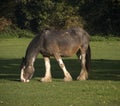 Shire horse Royalty Free Stock Photo
