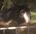 Shire horse Royalty Free Stock Photo
