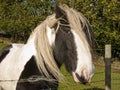 Shire Horse Royalty Free Stock Photo