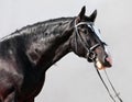 Shire horse stallion portrait Royalty Free Stock Photo
