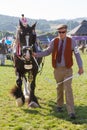 A Shire Horse being shown at the Royal Welsh Show