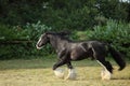 Shire horse. Black stallion galloping on a summer farm Royalty Free Stock Photo