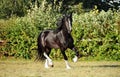 Shire horse. Black stallion galloping on a meadow