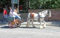 Shire Horse And Trap