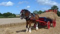 Shire Horse at a country show in England Royalty Free Stock Photo