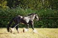 Shire Horse on evening meadow Royalty Free Stock Photo