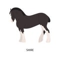 Shire horse flat vector illustration. British breed equine, pedigree hoss, draft horse. Equestrian sport, hoofed animal Royalty Free Stock Photo