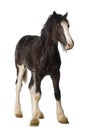 Shire horse foal Royalty Free Stock Photo