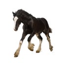 Shire horse foal galloping Royalty Free Stock Photo