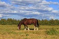 Shire horse grazing among the gloomy landscape Royalty Free Stock Photo