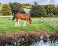 Shire horse Royalty Free Stock Photo