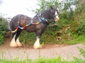 Barge pulling horse on towpath