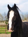 Shire Horse Head Shot