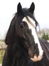 Shire Horse Head Shot