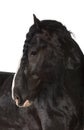 Shire Horse looking away Royalty Free Stock Photo