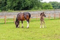 Shire Horse Mare and Foal, Sledmere House, Yorkshire, England. Royalty Free Stock Photo