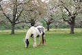 Shire horse in meadow orchard