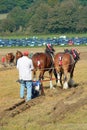 Shire Horse Ploughing competition