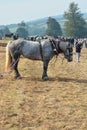 Shire Horse ploughing event & spectators