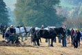 Shire Horse ploughing event & spectators