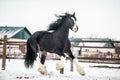 Shire horse Royalty Free Stock Photo