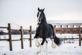 Shire horse runs around the snow-covered field Royalty Free Stock Photo