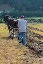 Shire Horse`s pulling plough