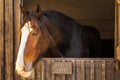 Portrait of Shire horse looking out of stable door in bright sunlight.