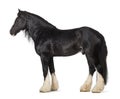 Shire Horse standing Royalty Free Stock Photo