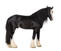 Shire Horse standing Royalty Free Stock Photo