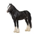 Shire Horse standing Royalty Free Stock Photo