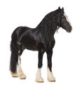 Shire Horse standing Royalty Free Stock Photo