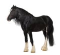 Shire Horse standing Royalty Free Stock Photo