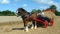 Shire Horse with straw wagon at Country Show