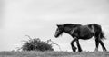 Shire Horse Trudges Towards Bush In Black And White Royalty Free Stock Photo