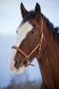 Shire Horse in winter