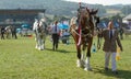 Shire Horses being shown at the Royal Welsh Show