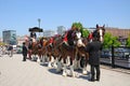 Shire horses and carriage, Liverpool.