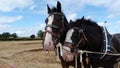 Shire Horses at a Country Show