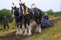 Shire Horses at a country show in the UK