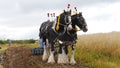 Shire Horses at a country show in the UK